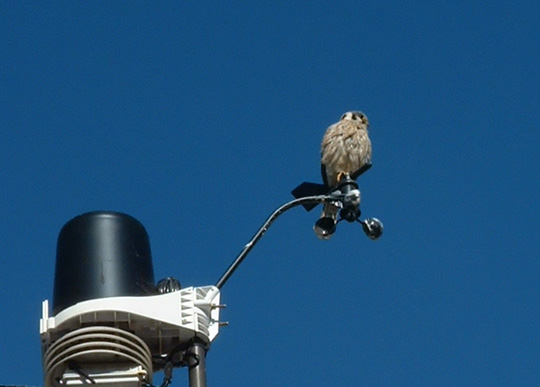 Kestrel on Weather vane