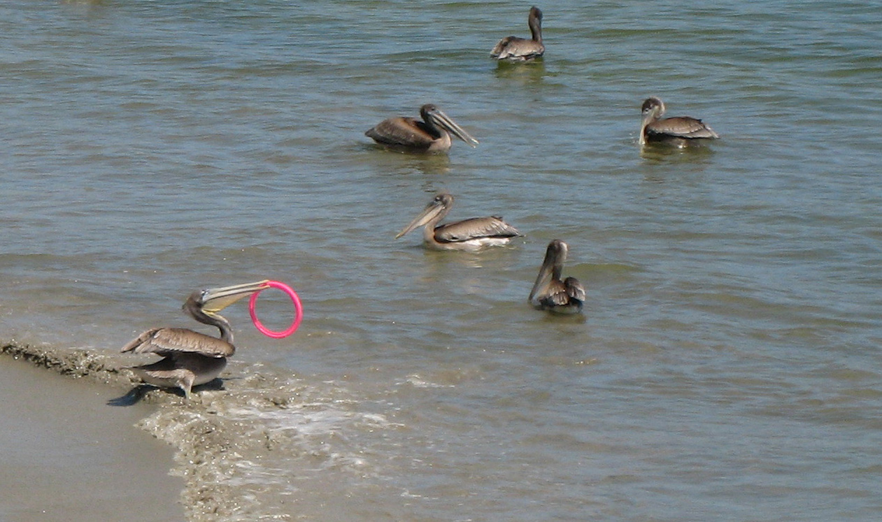 Pelicans at Avila Beach